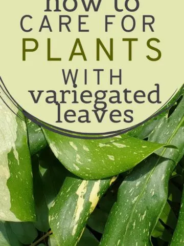 How to care for plants with variegated leaves