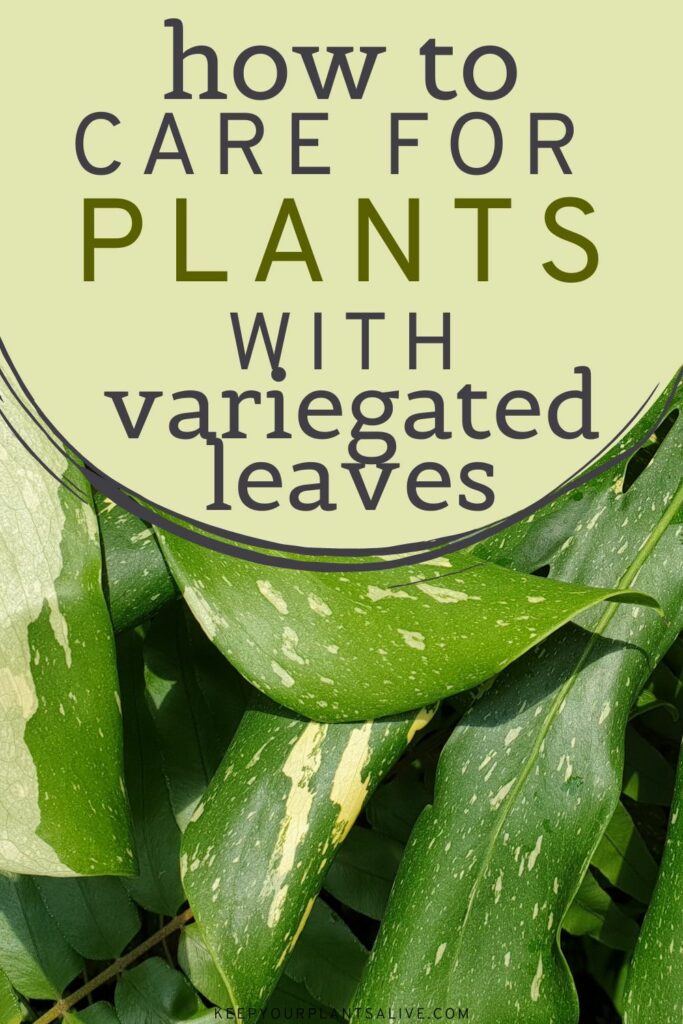 How to care for plants with variegated leaves