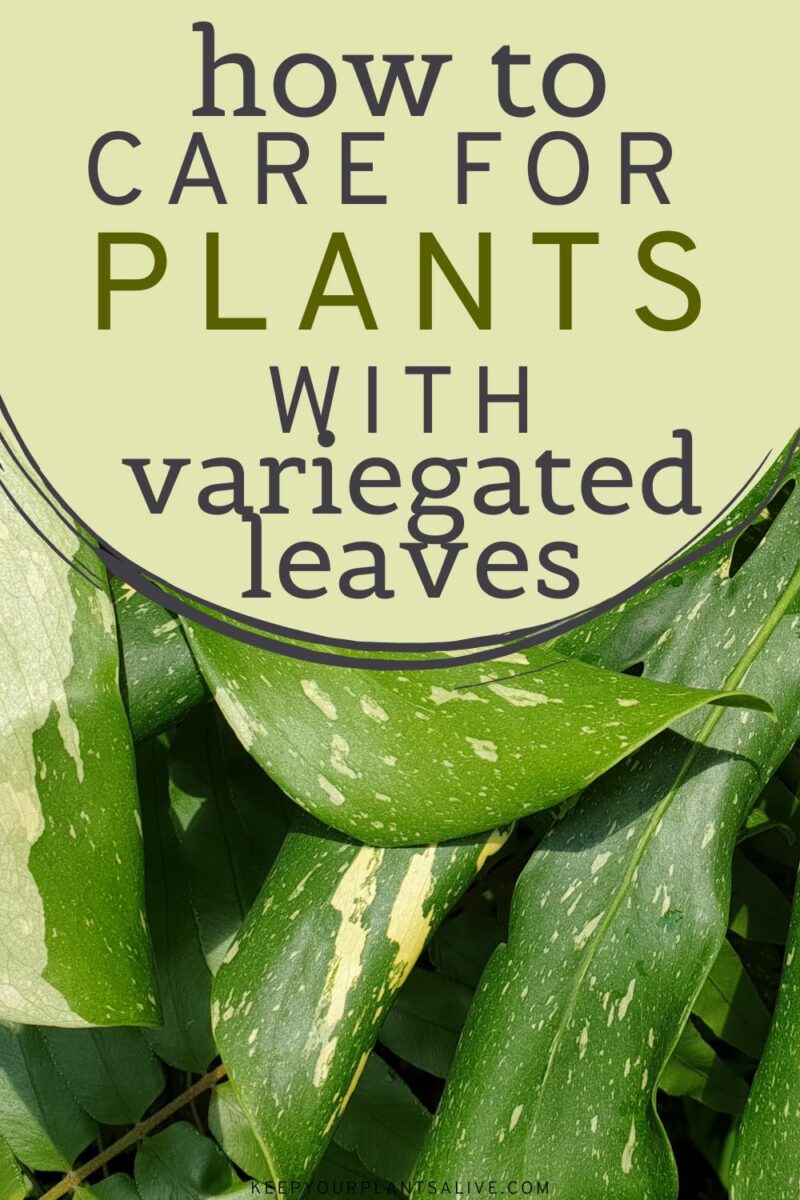 How to care for plants with variegated leaves - keep your plants alive