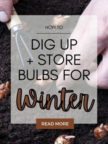 How to dig and store bulbs for winter