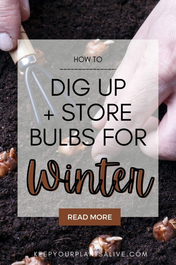 How to dig and store bulbs for winter