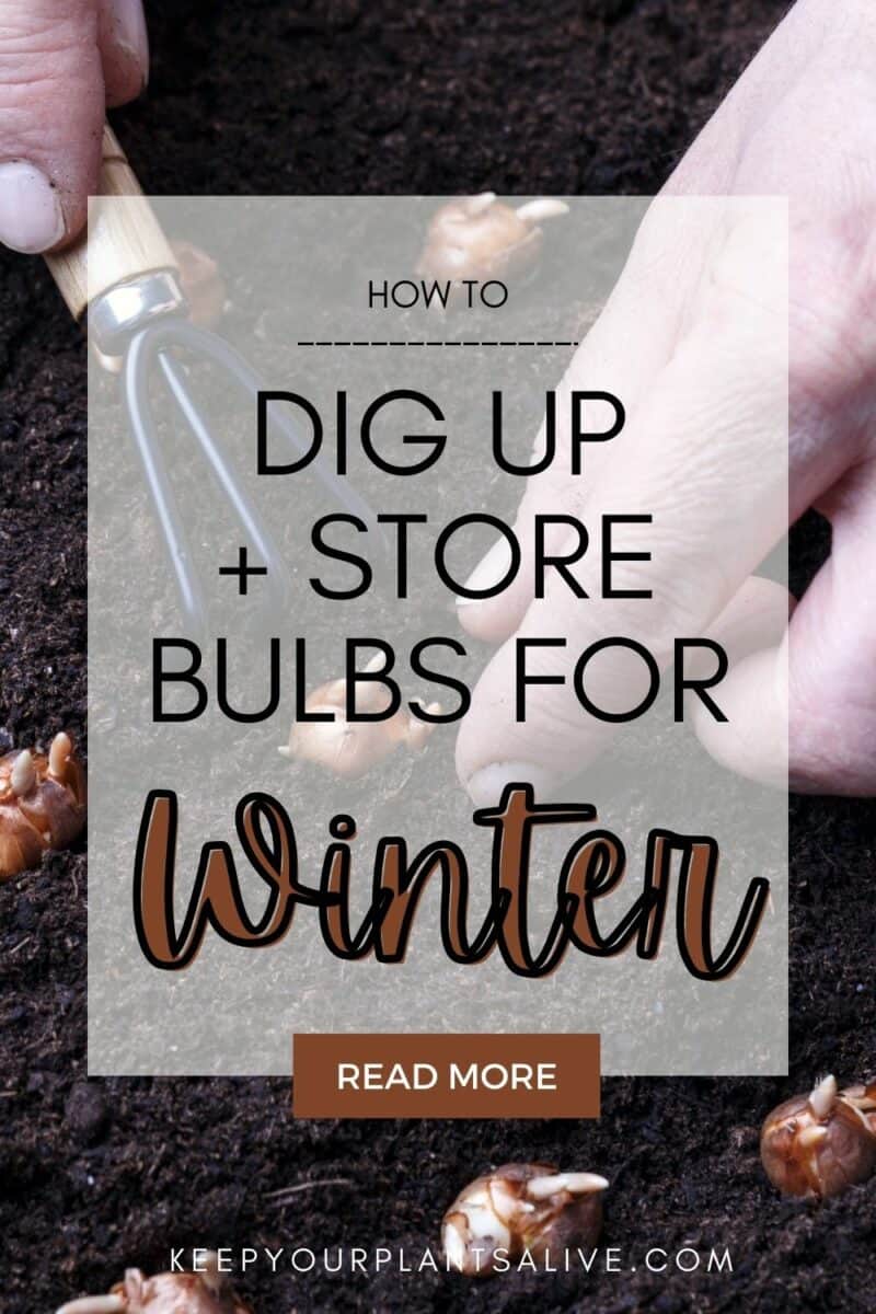 How to dig and store bulbs for winter keep your plants alive