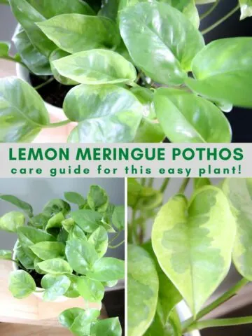 Lemon Meringue Pothos plant care guide