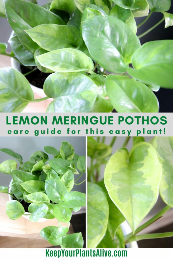 Lemon Meringue Pothos plant care guide