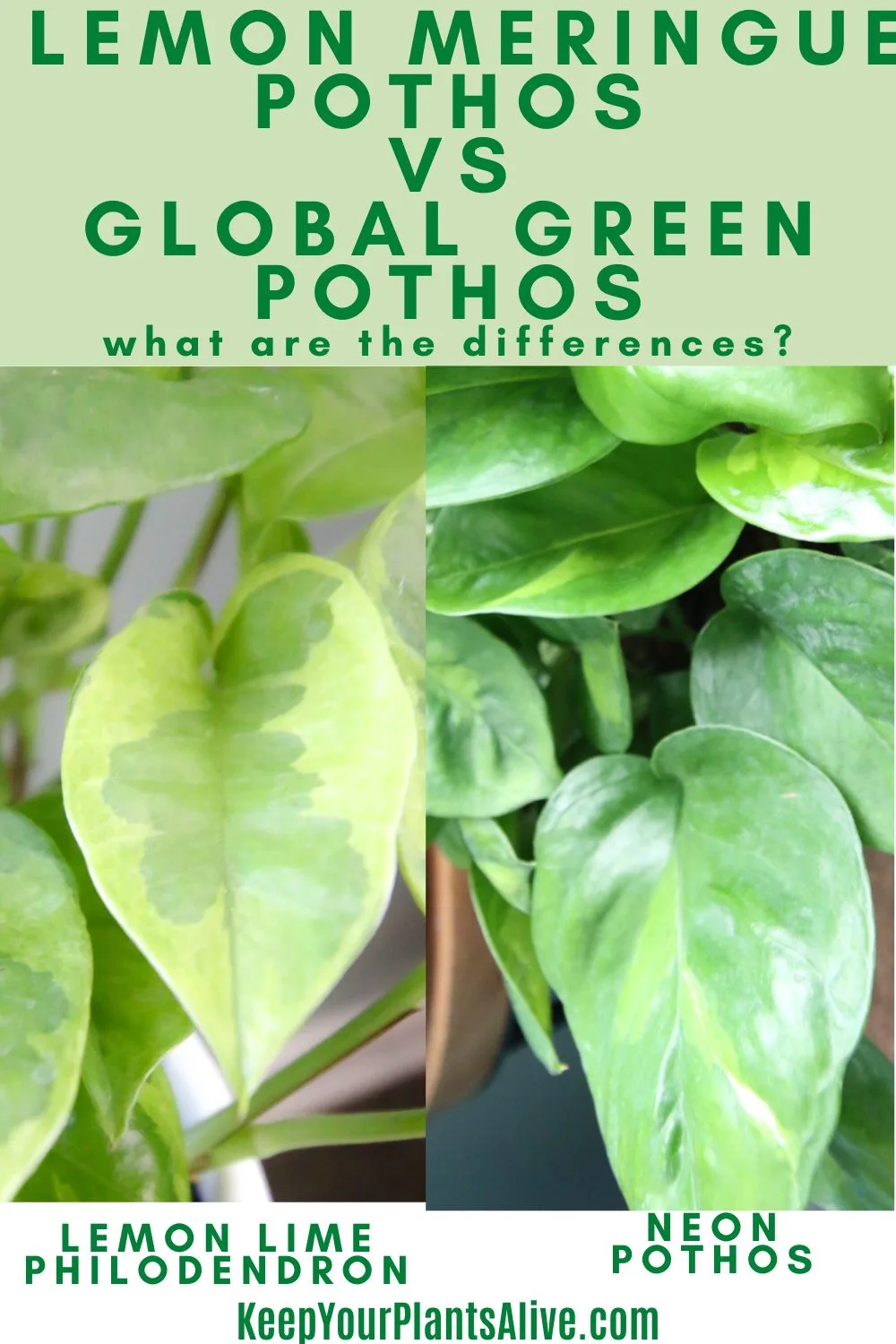 Lemon Meringue Pothos vs. Global Green Pothos A Houseplant Comparison