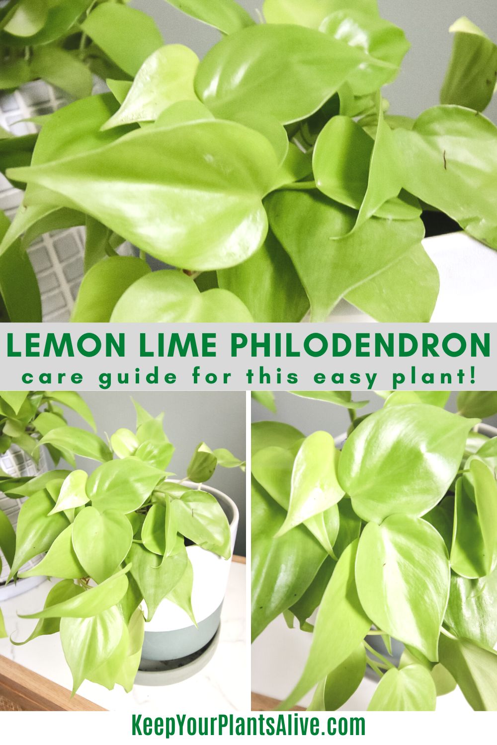 Lemon lime philodendron plant care guide