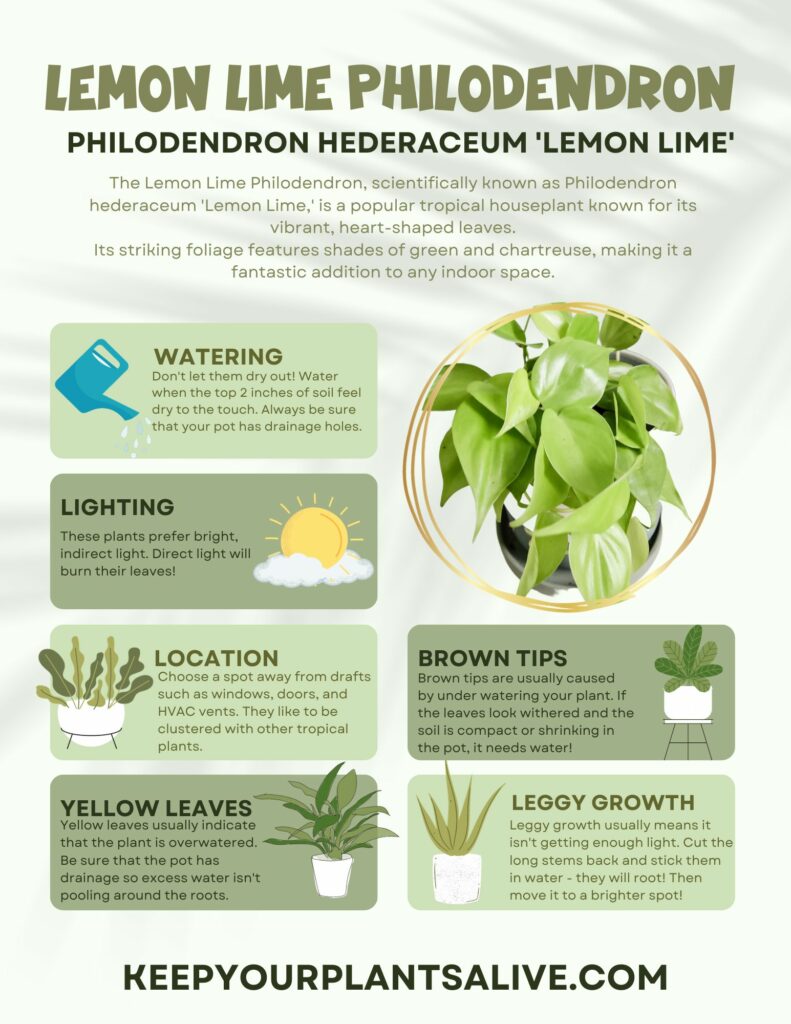Lemon lime philodendron plant care guide