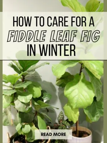 how to care for a fiddle leaf fig in winter