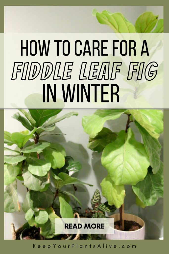how to care for a fiddle leaf fig in winter