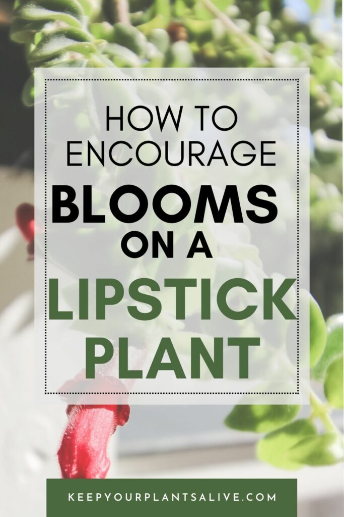 how to encourage blooms on a lipstick plant