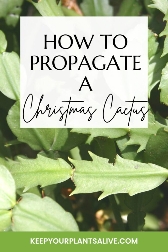 how to propagate a christmas cactus