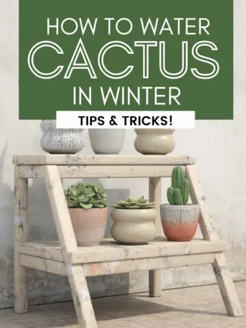 how to water cactus in winter