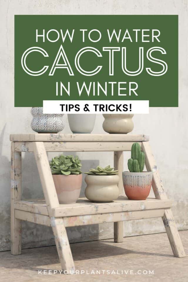How Often To Water Cactus Indoors Winter