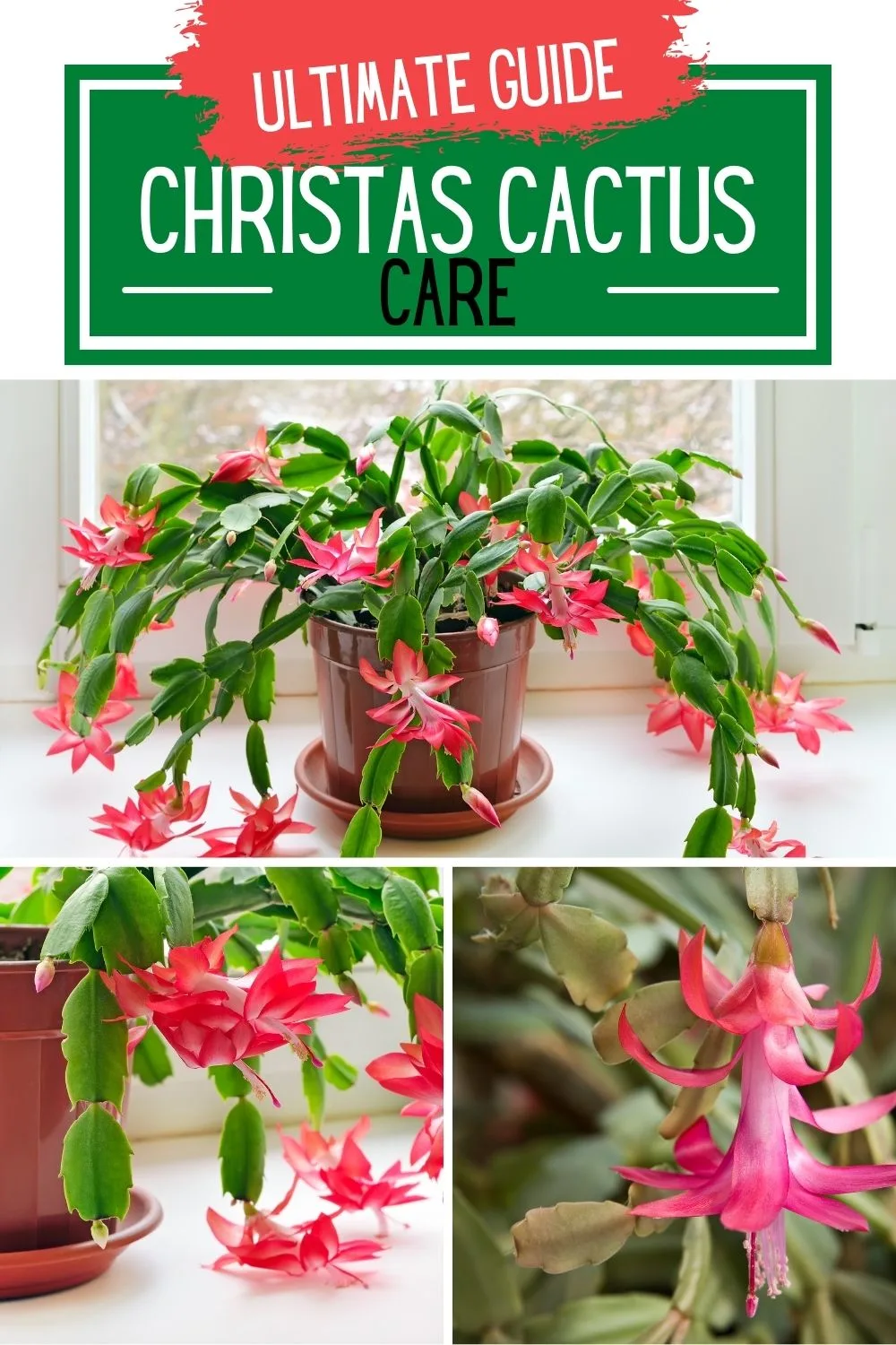 ultimate guide to christmas cactus care