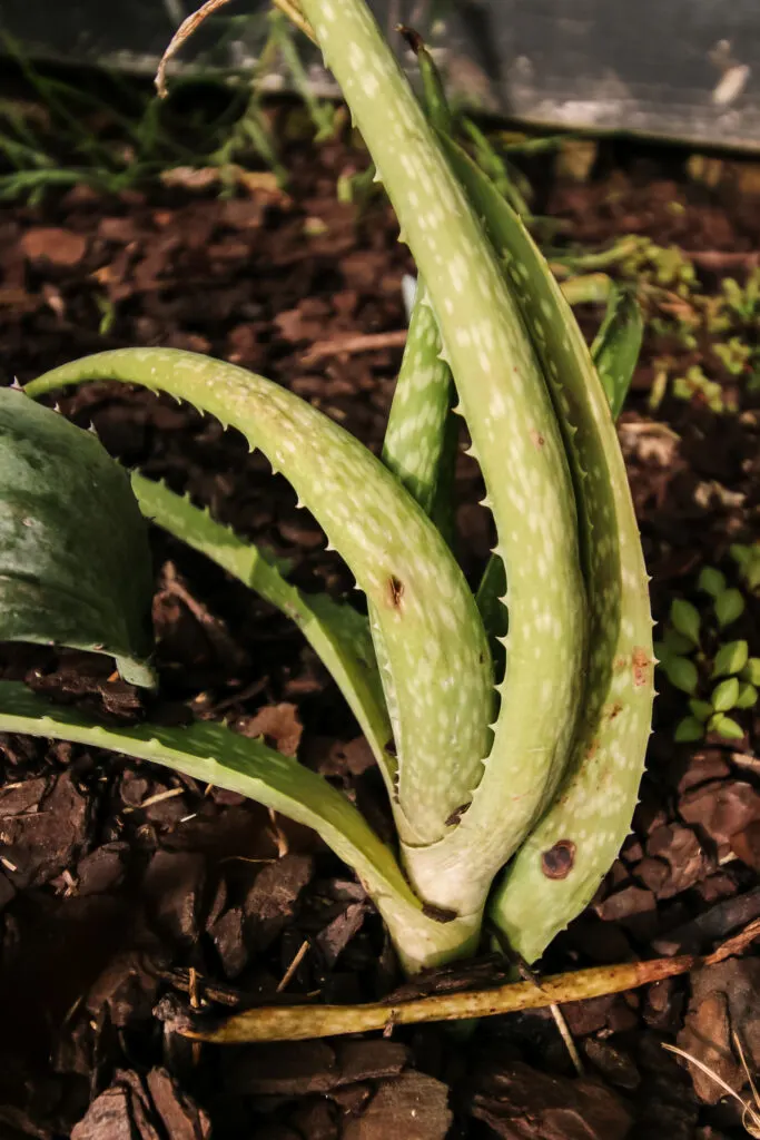 aloe vera