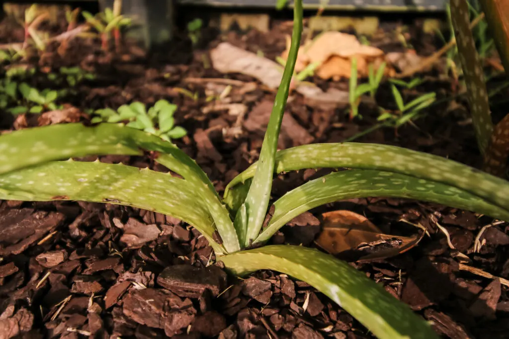 aloe vera