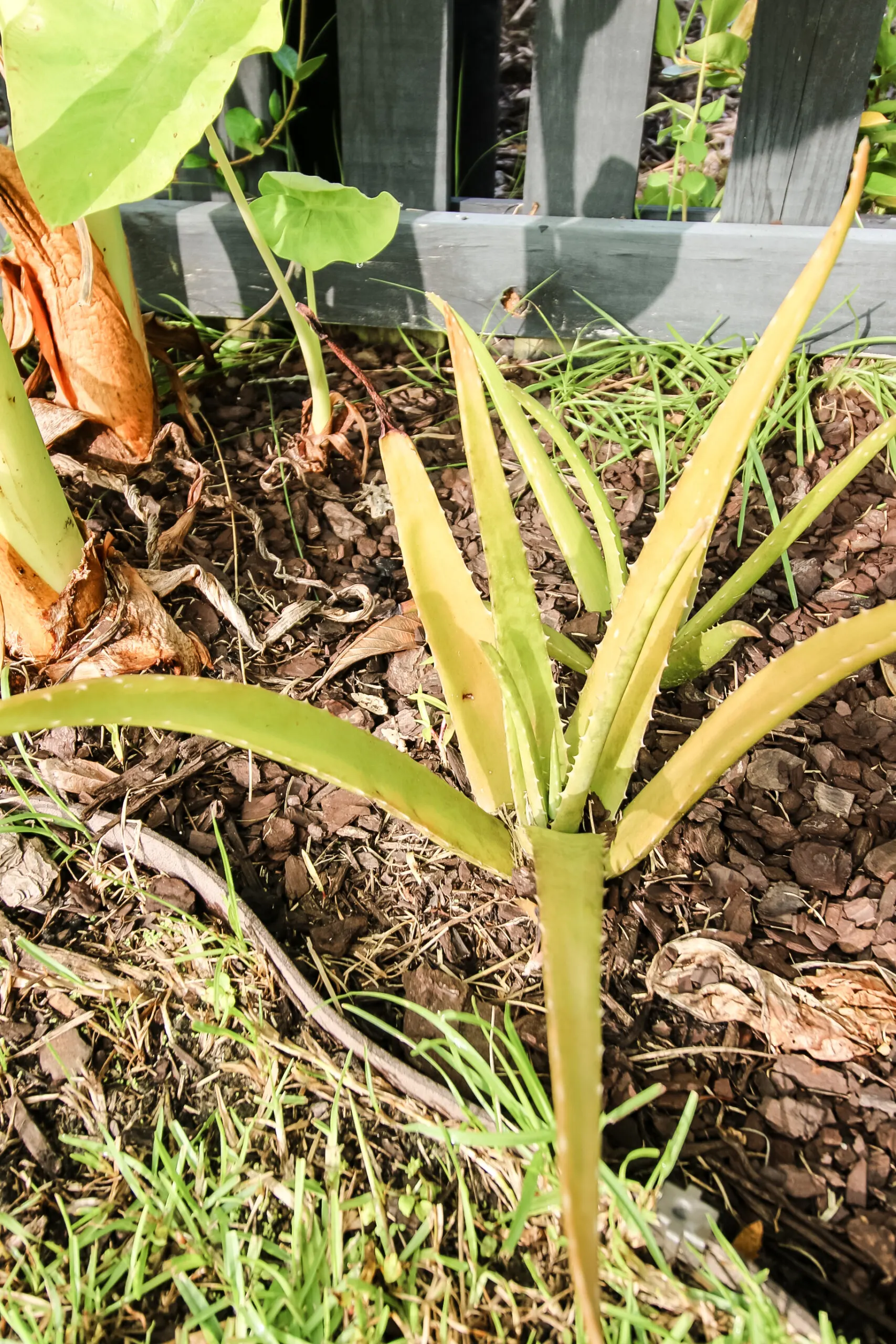 aloe vera