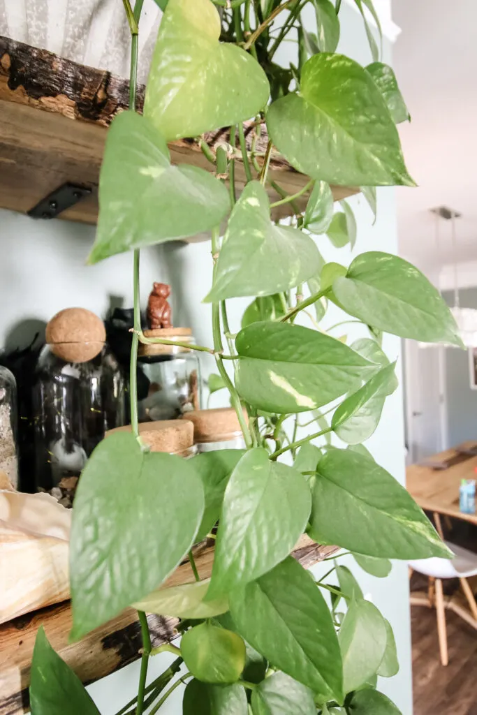 golden pothos