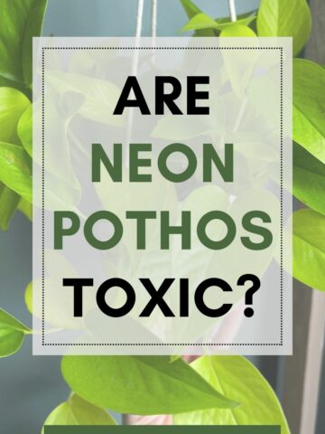 Are neon pothos toxic?