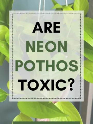 Are neon pothos toxic?