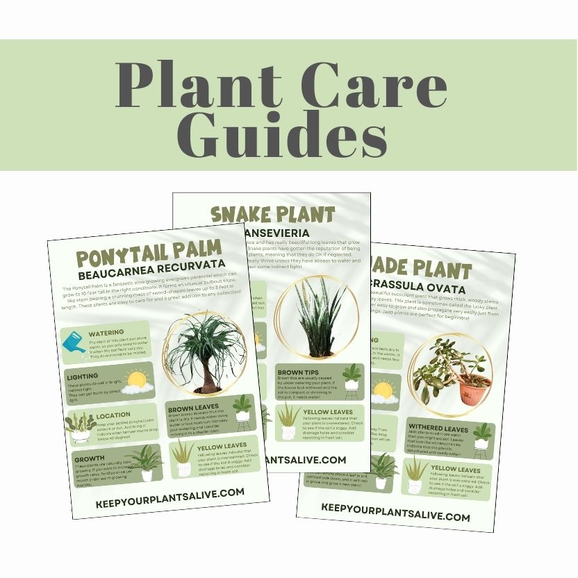 Plant care guides mockup