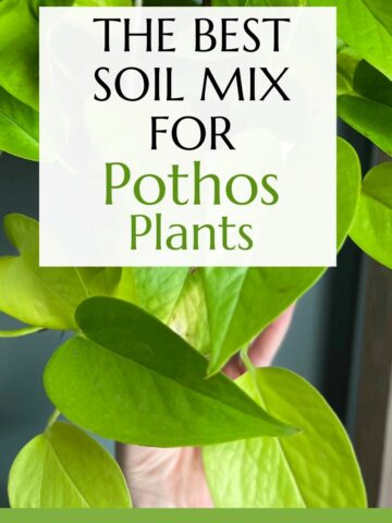 The best soil mix for pothos plants