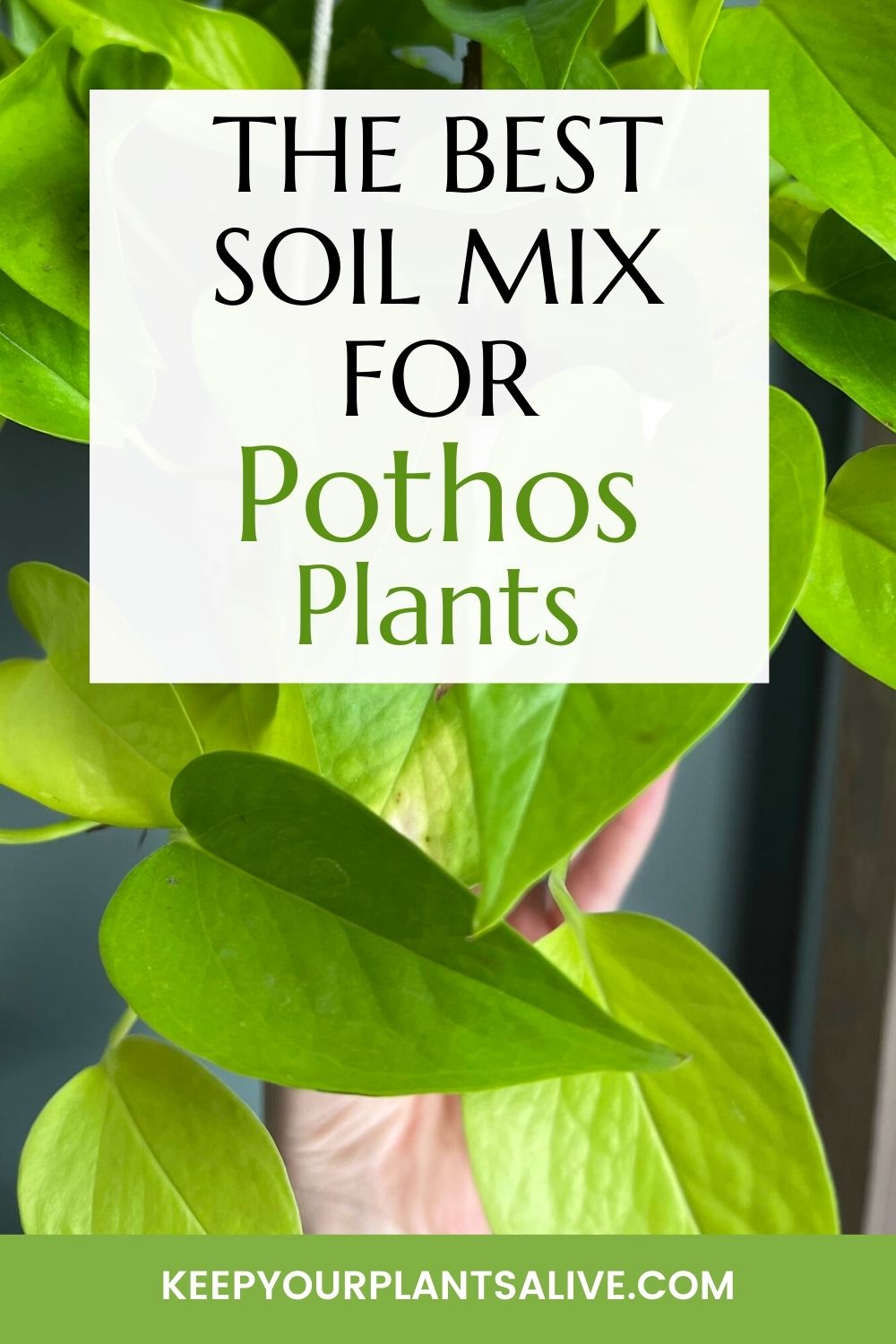 The best soil mix for pothos plants