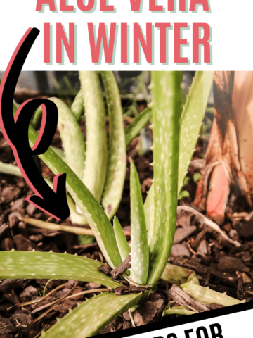 How to protect aloe vera in winter.