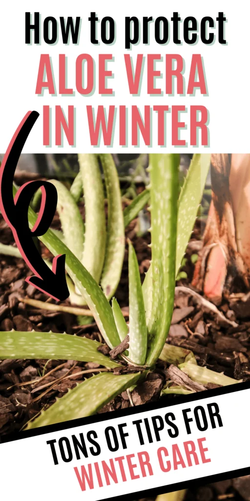 How to protect aloe vera in winter.