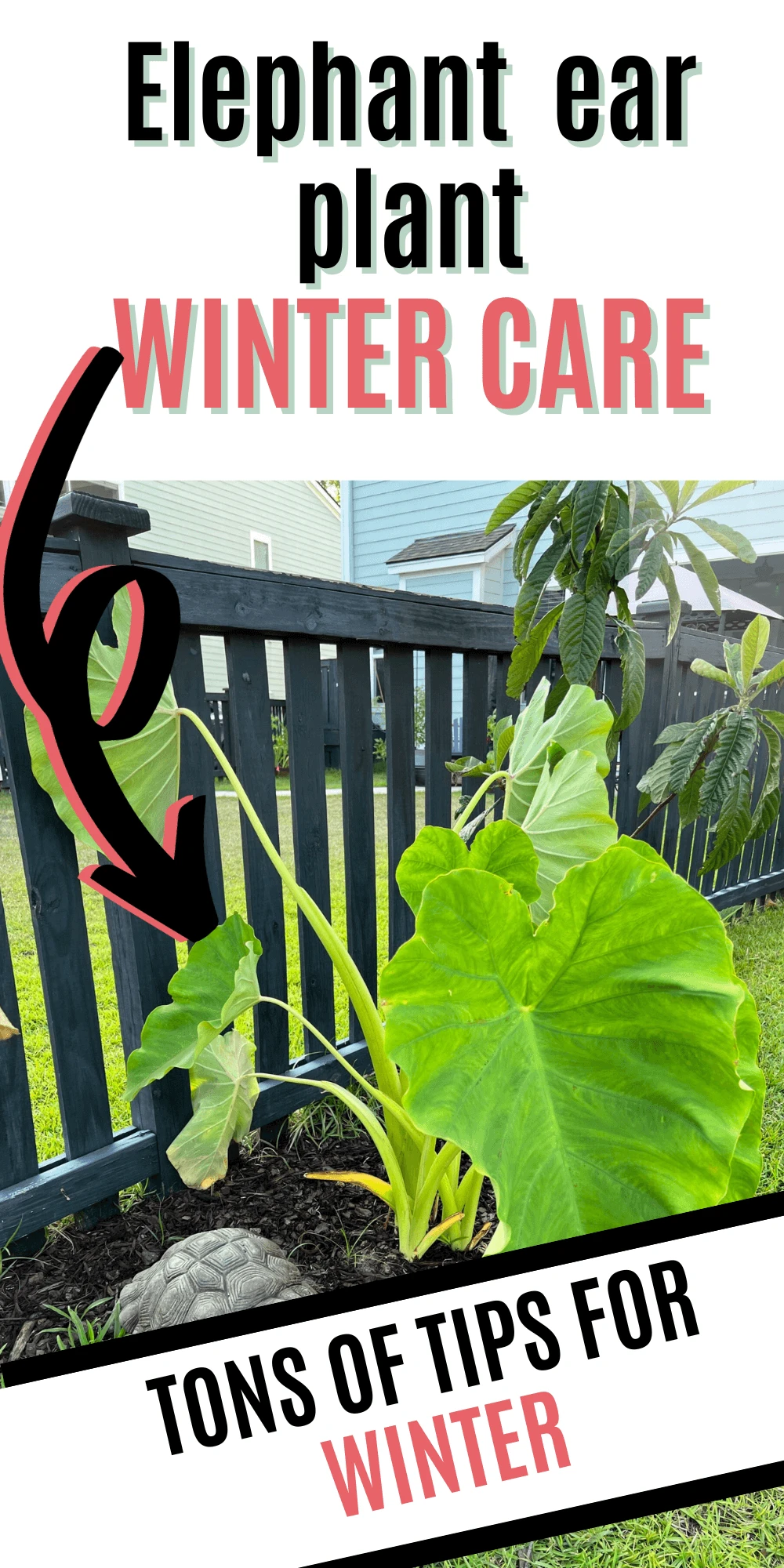 Elephant ear plant winter care.