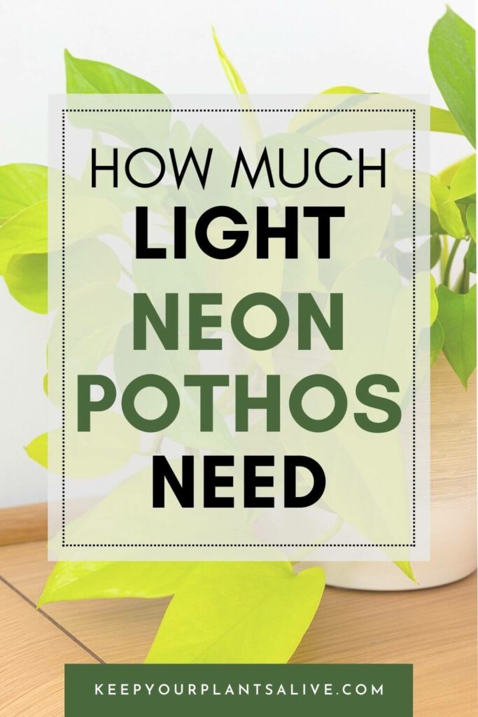 How much light do Neon Pothos need.