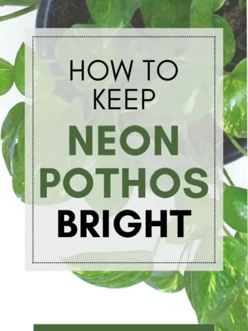 How to keep Neon Pothos bright.