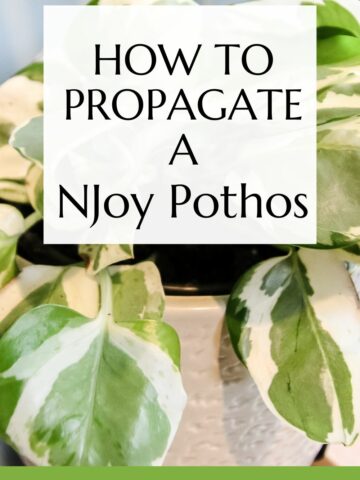 how to propagate a njoy pothos
