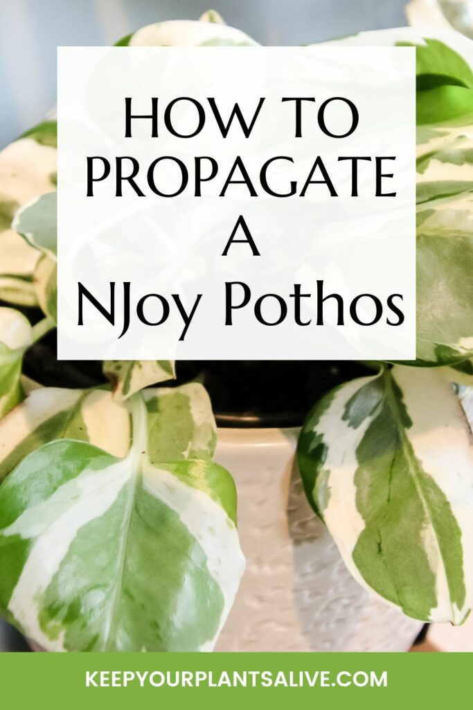 how to propagate a njoy pothos