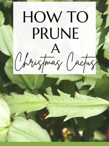how to prune a christmas cactus