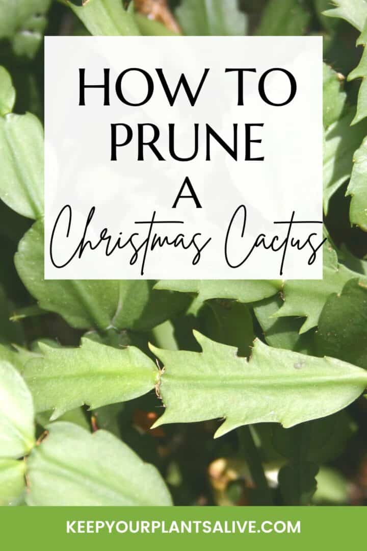 How to prune a Christmas cactus keep your plants alive