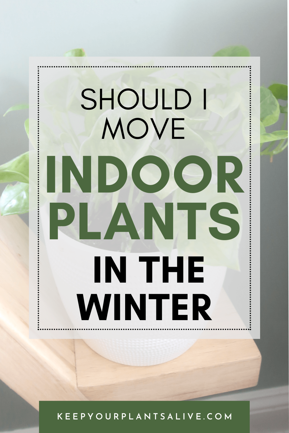 Indoor plants in the winter away from the window.