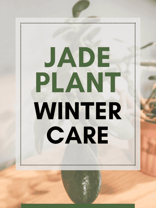 How to protect aloe vera in winter keep your plants alive