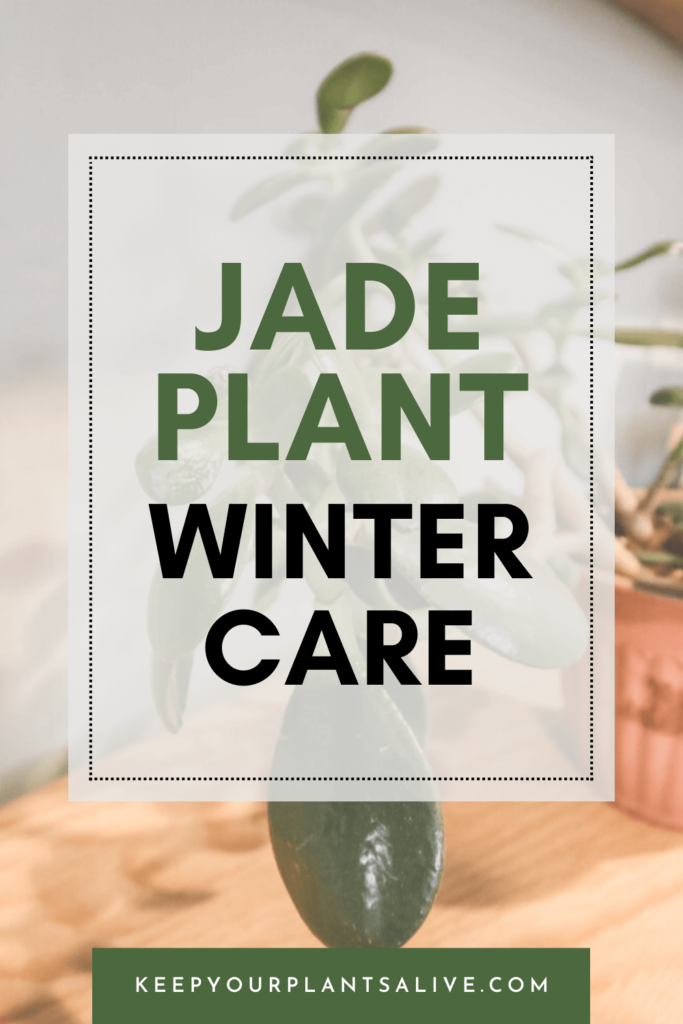 Jade plant winter care.