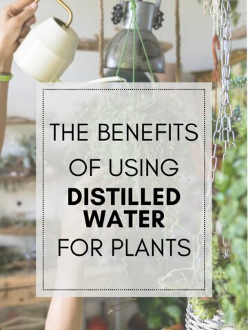the benefits of distilled water for plants