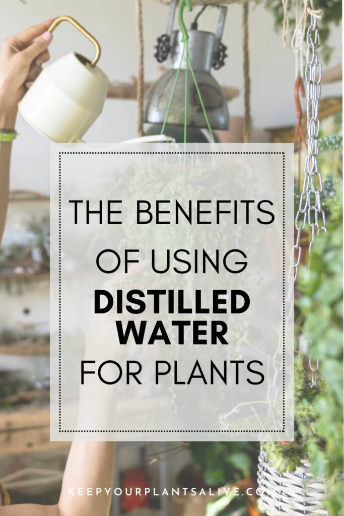the benefits of distilled water for plants