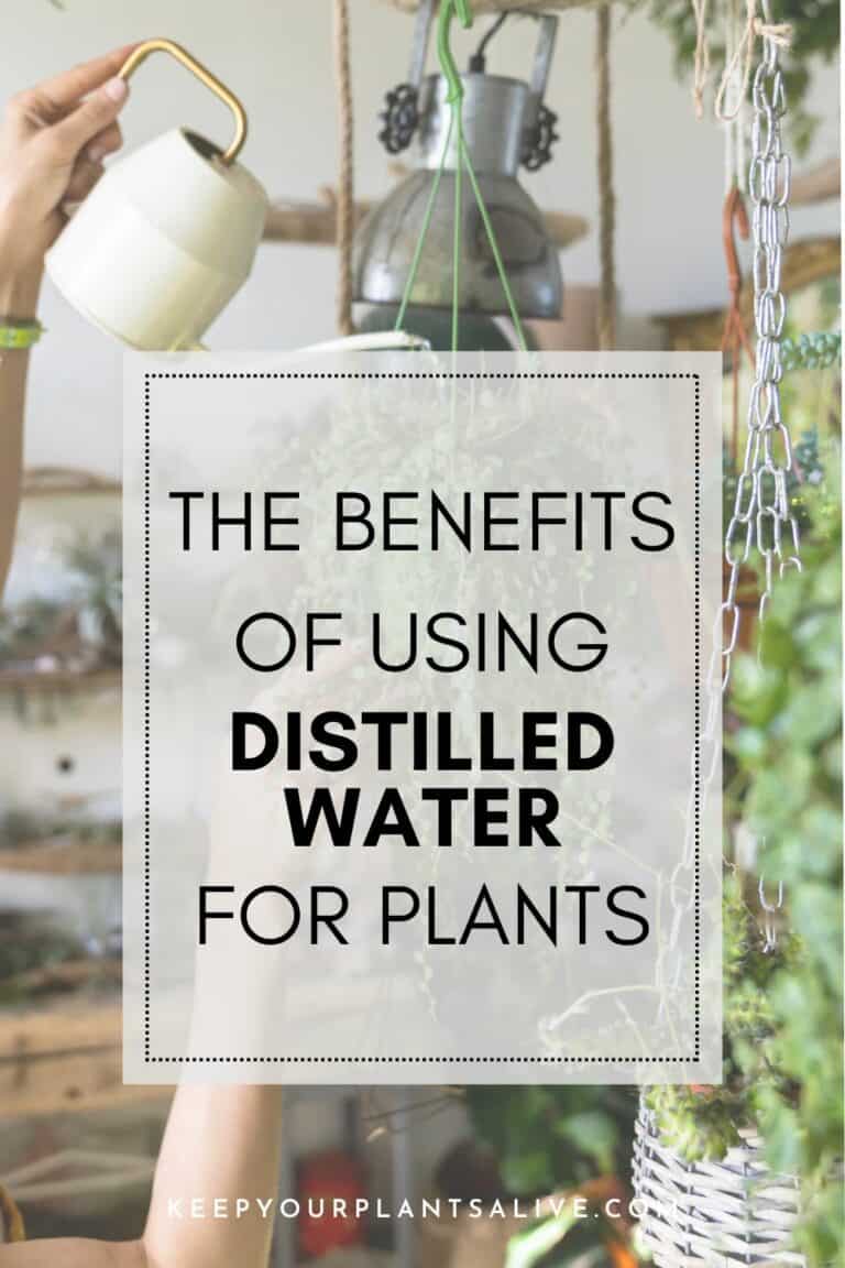The Benefits of Using Distilled Water for Plants keep your plants alive