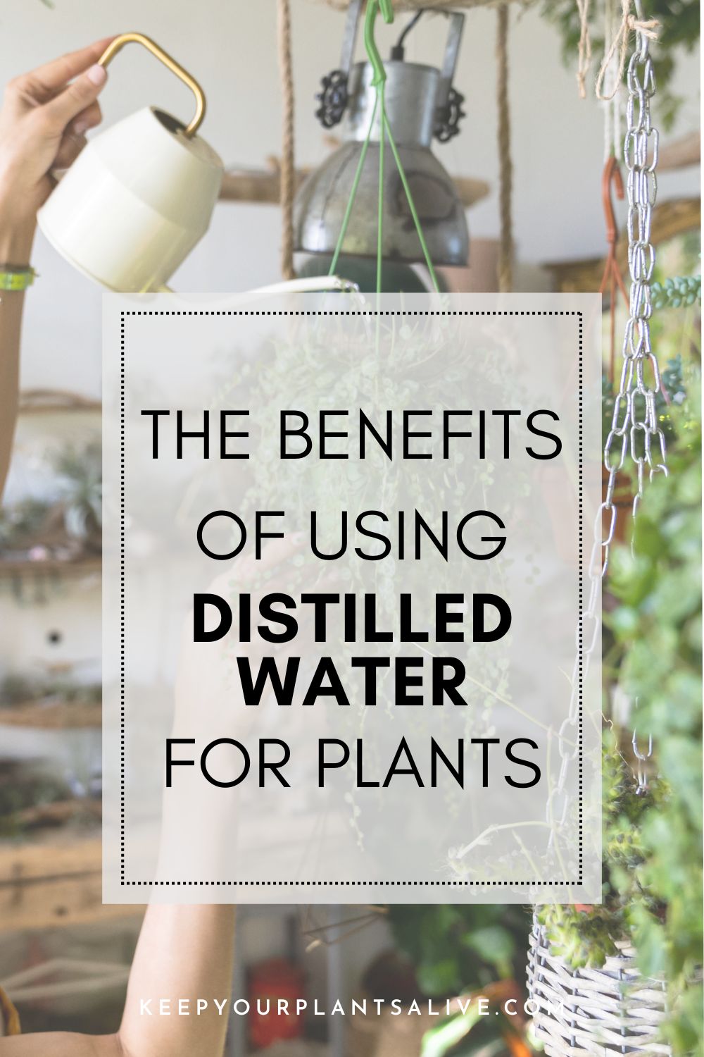 the benefits of distilled water for plants