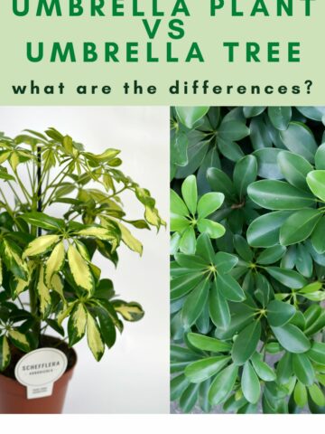 umbrella plant vs umbrella tree what are the differences