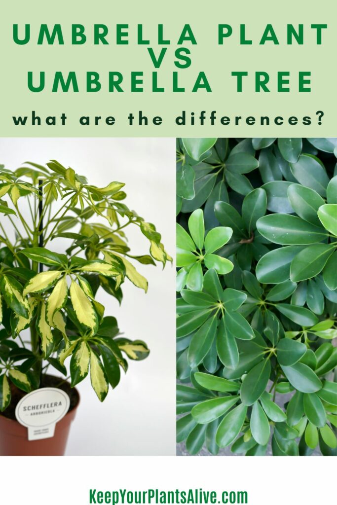 umbrella plant vs umbrella tree what are the differences