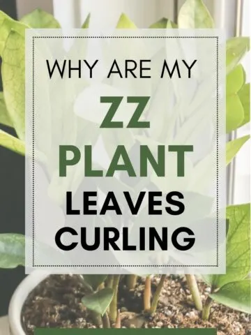 why are my zz plant leaves curling