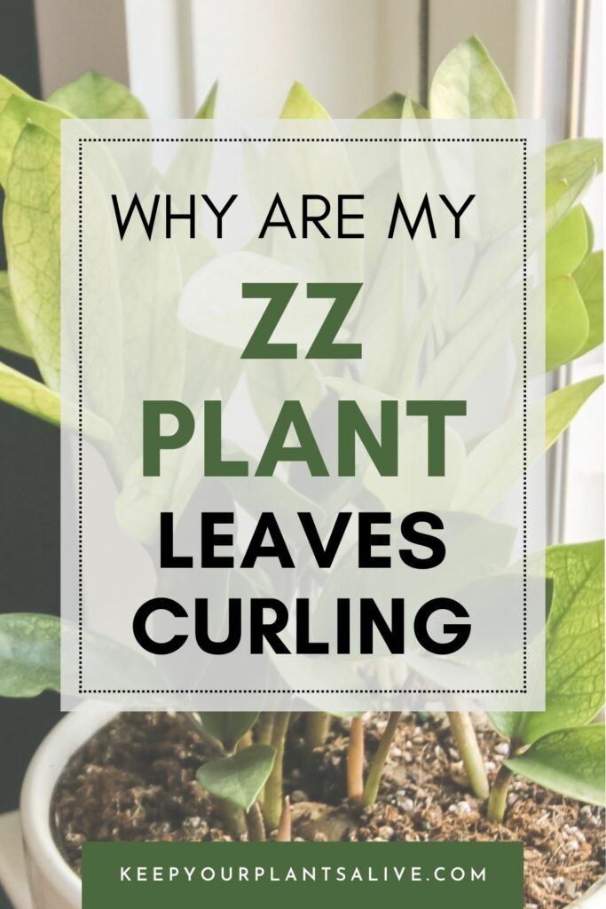 why are my zz plant leaves curling