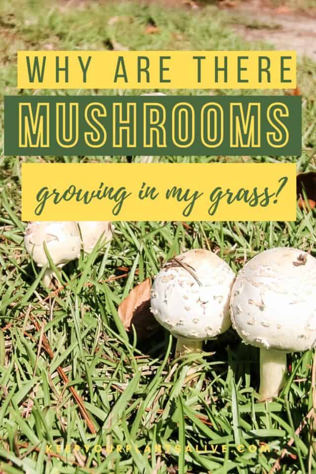 Why are mushrooms growing in my grass? keep your plants alive