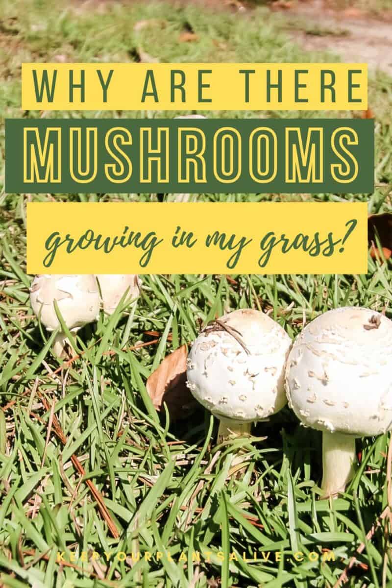 Why are mushrooms growing in my grass? keep your plants alive