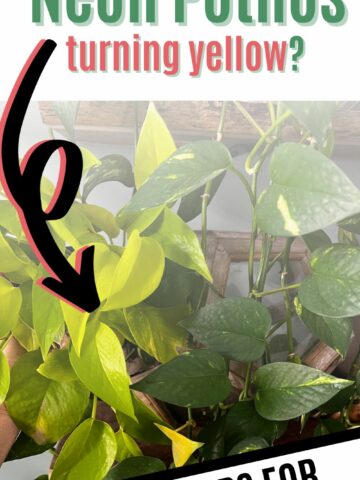 Why is my Neon Pothos turning yellow?